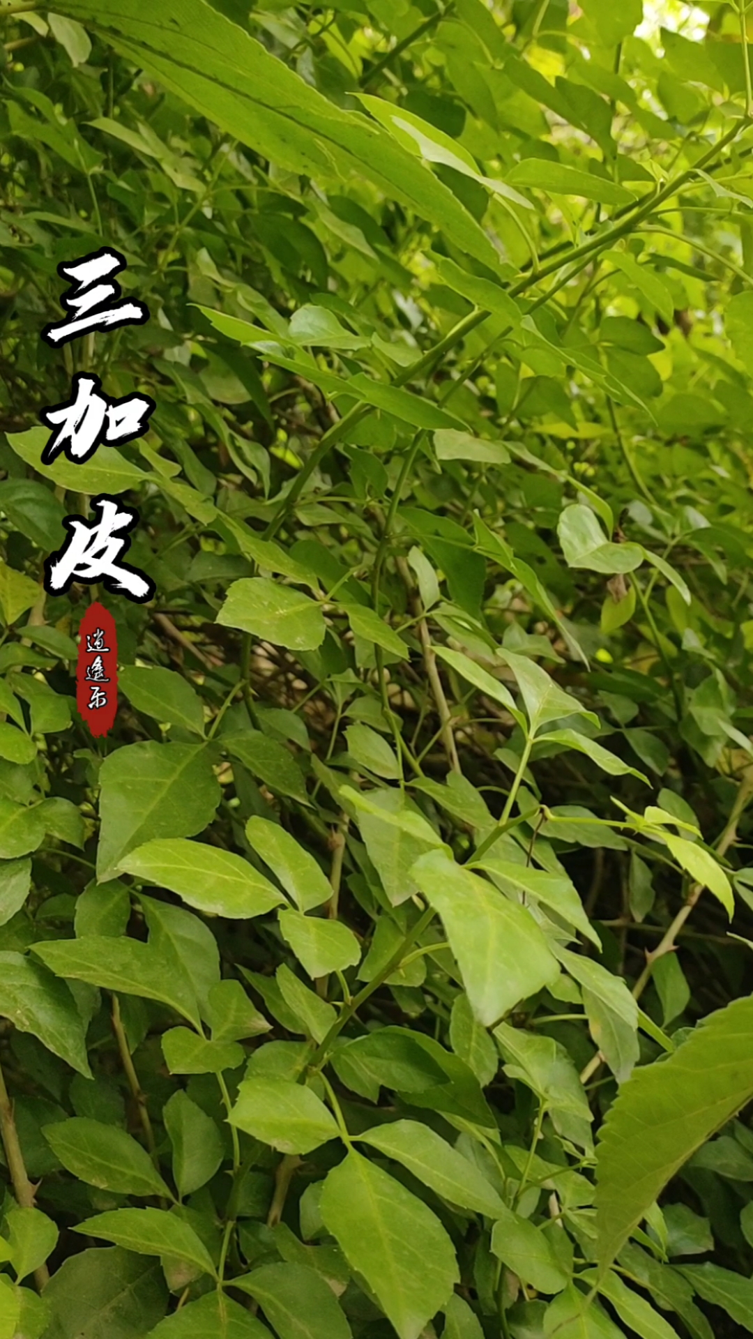 认识中草药#百草中药之三加皮,学名白簕,五加科灌木植物,植杆带刺,叶