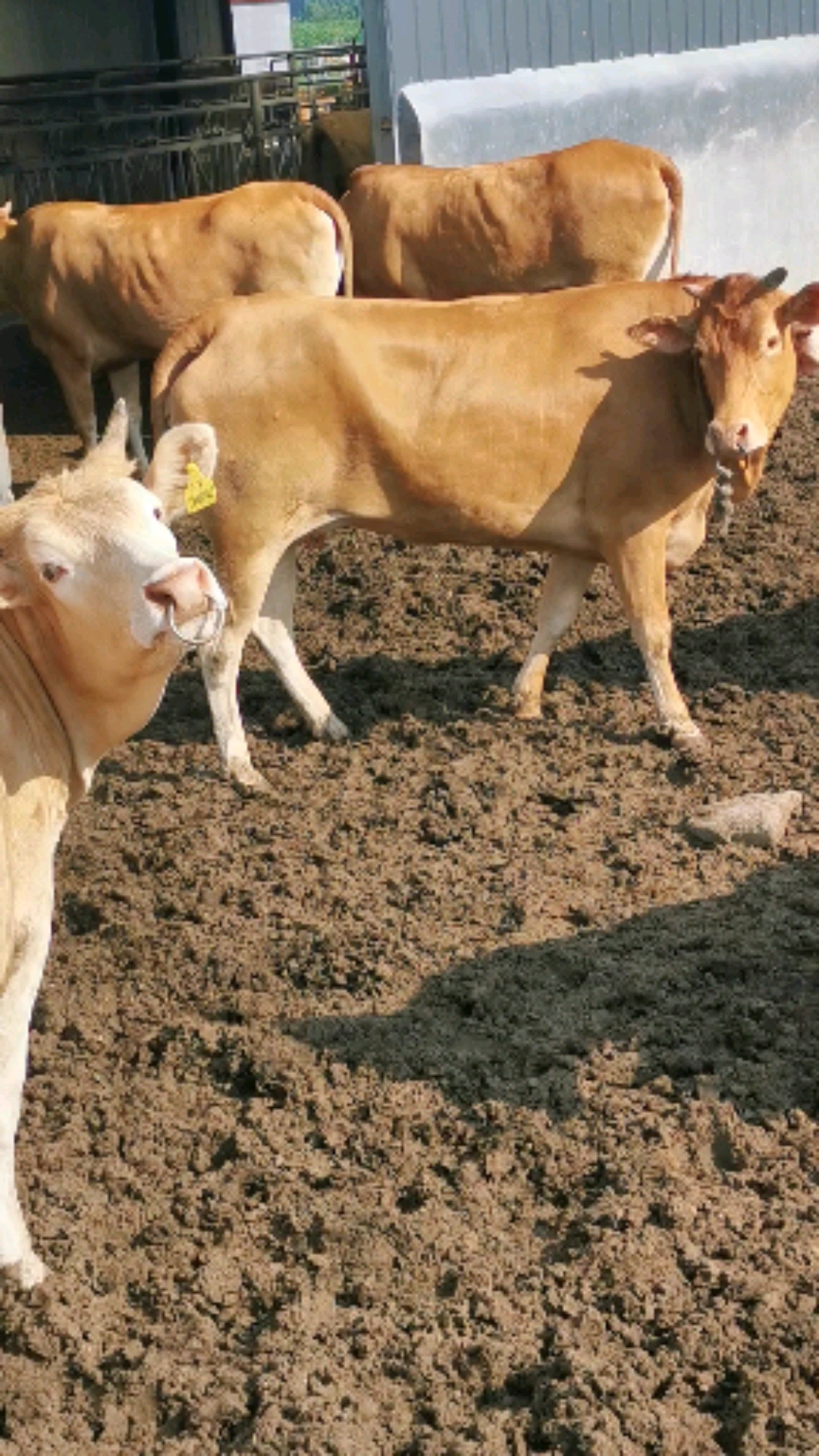 鲁西黄牛繁殖母牛养殖技术