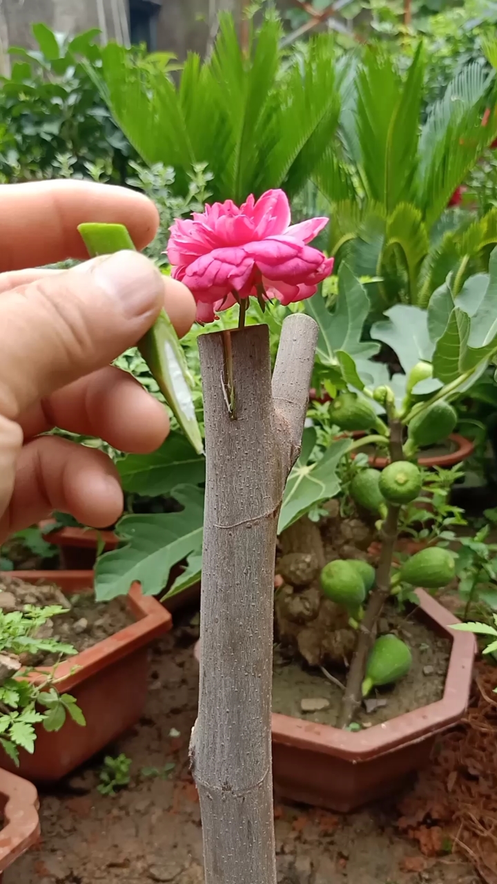 嫁接技术#这是插皮接无花果技术,难得一见