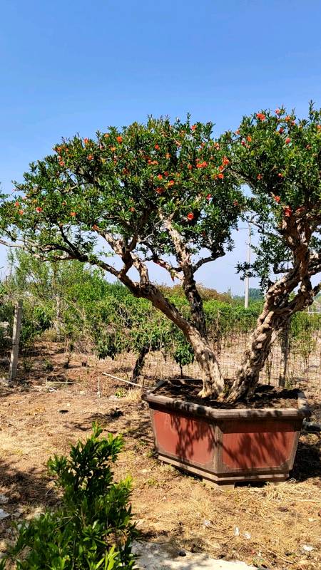 新中式庭院#大冠幅石榴景观树