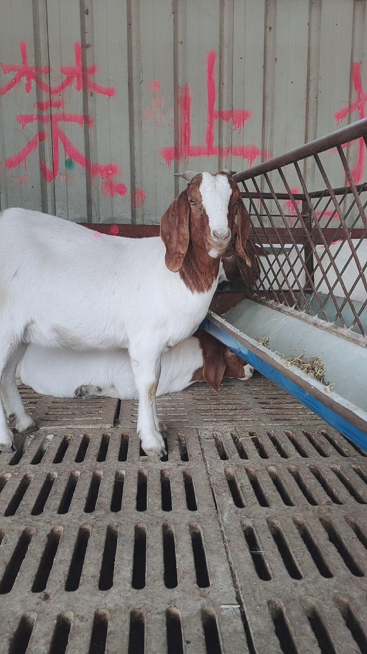 波尔山羊种公羊,开脸正品相好.