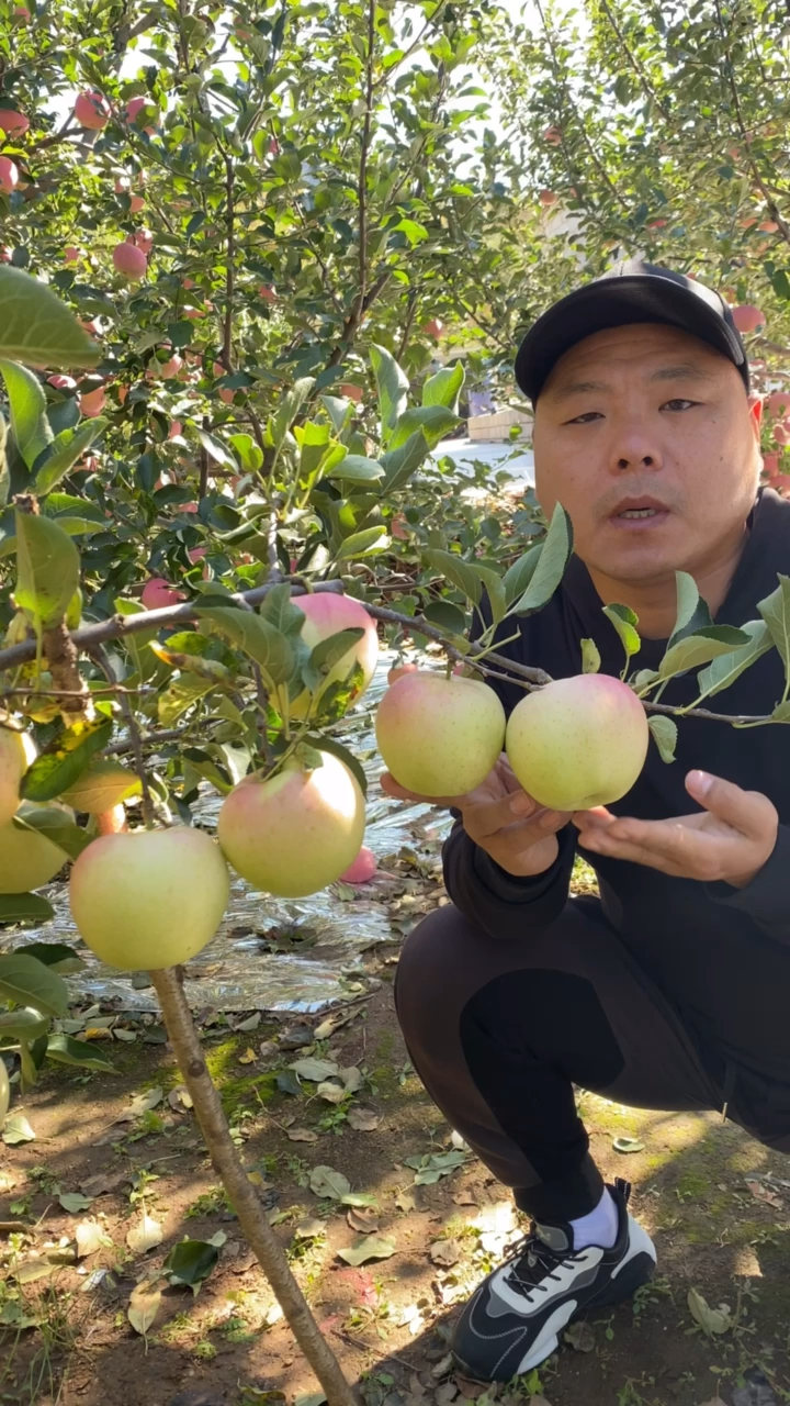 王林苹果带香气的苹果你吃过吗