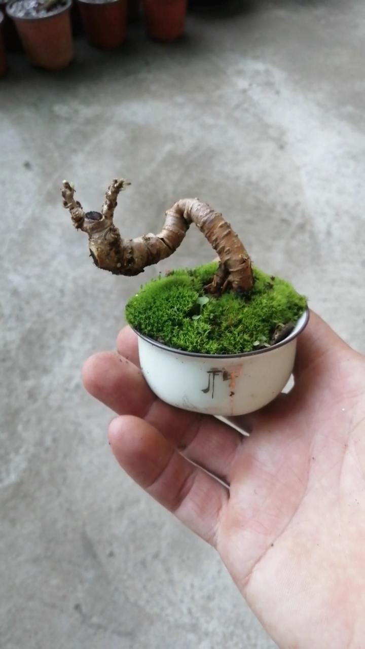 盆景#小品四季果桑