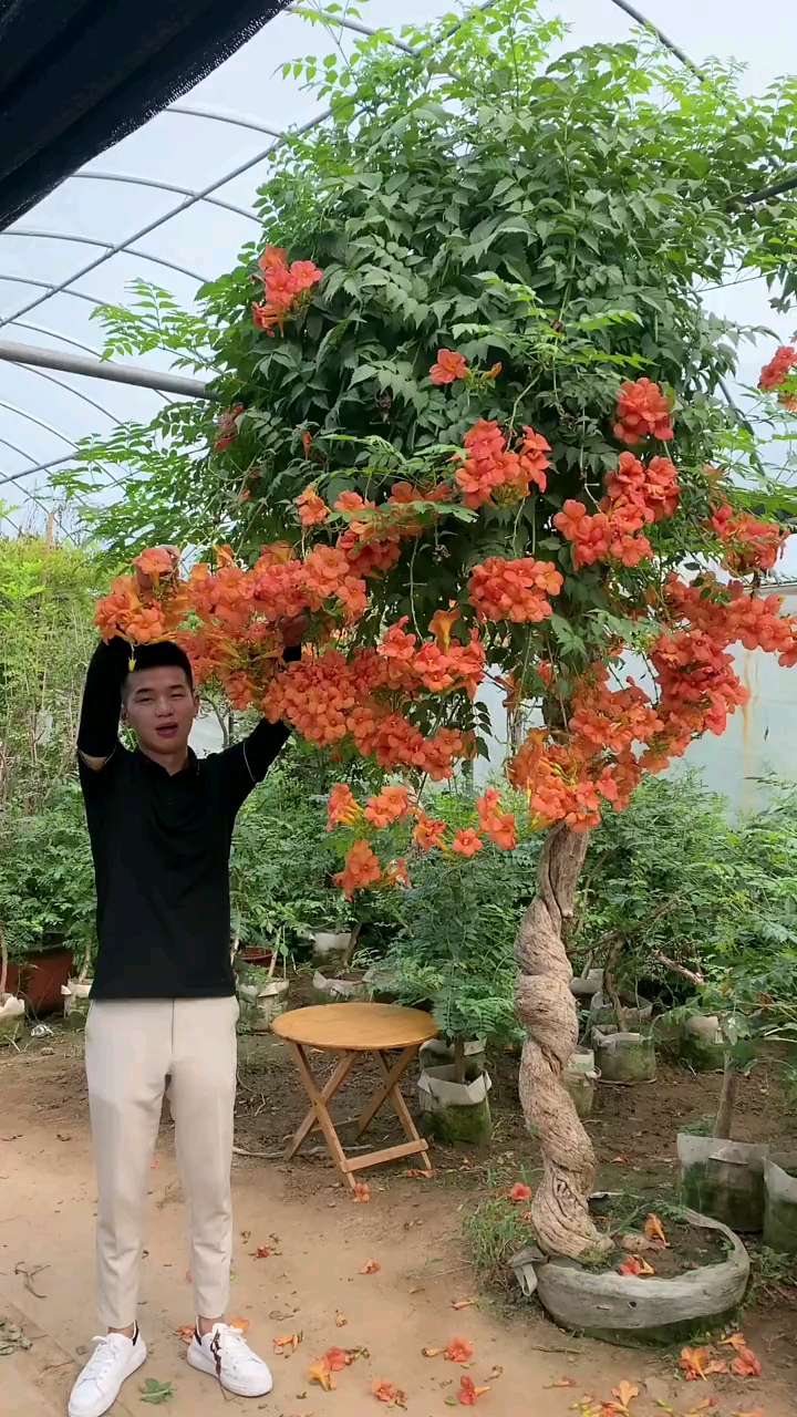 爬藤凌霄花,耐寒耐旱南北方都可以栽植,花開整個夏天