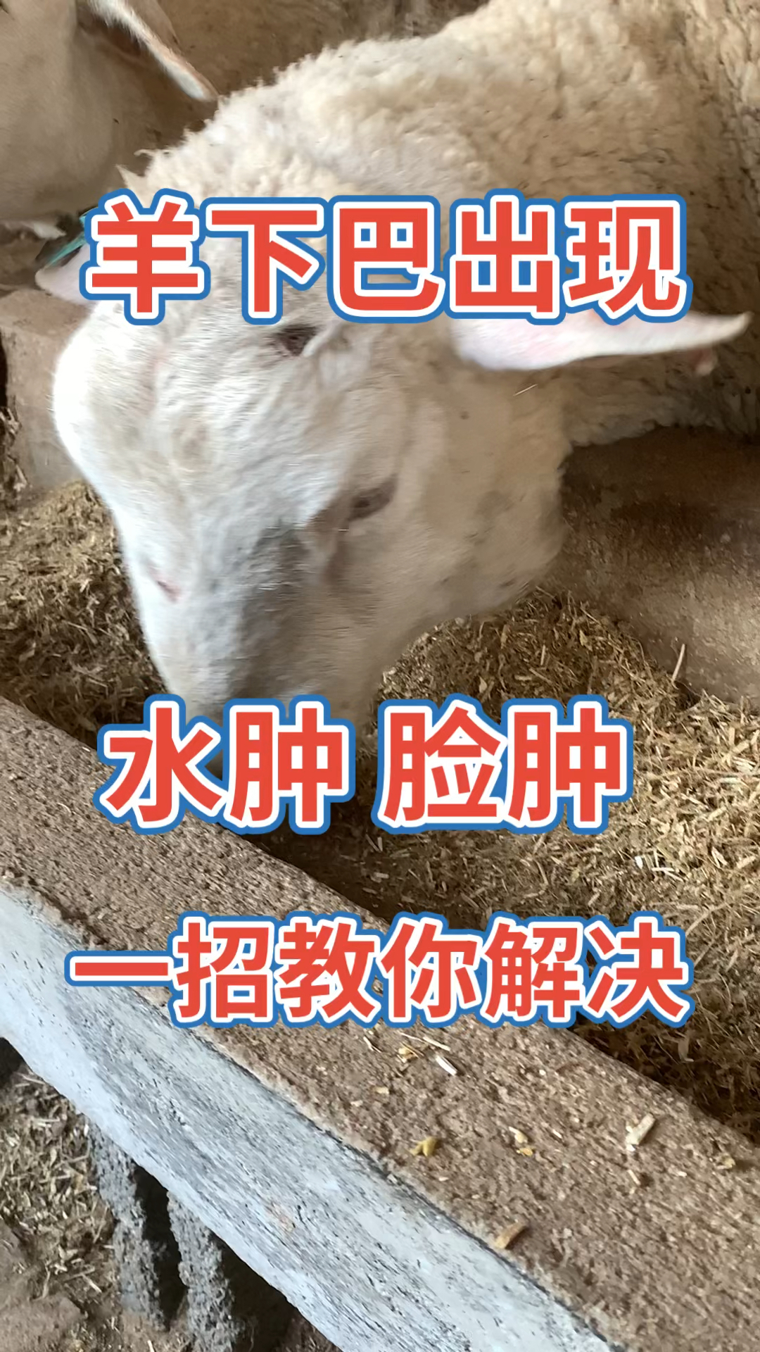 羊下巴出现水肿脸肿一招教你如何正确解决