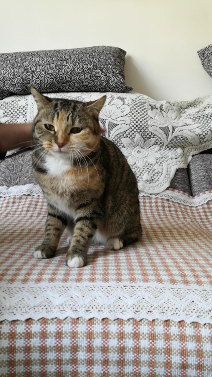 混血狸花猫#小猫不停的唠叨,具体说什么呢?咱也听不懂啊