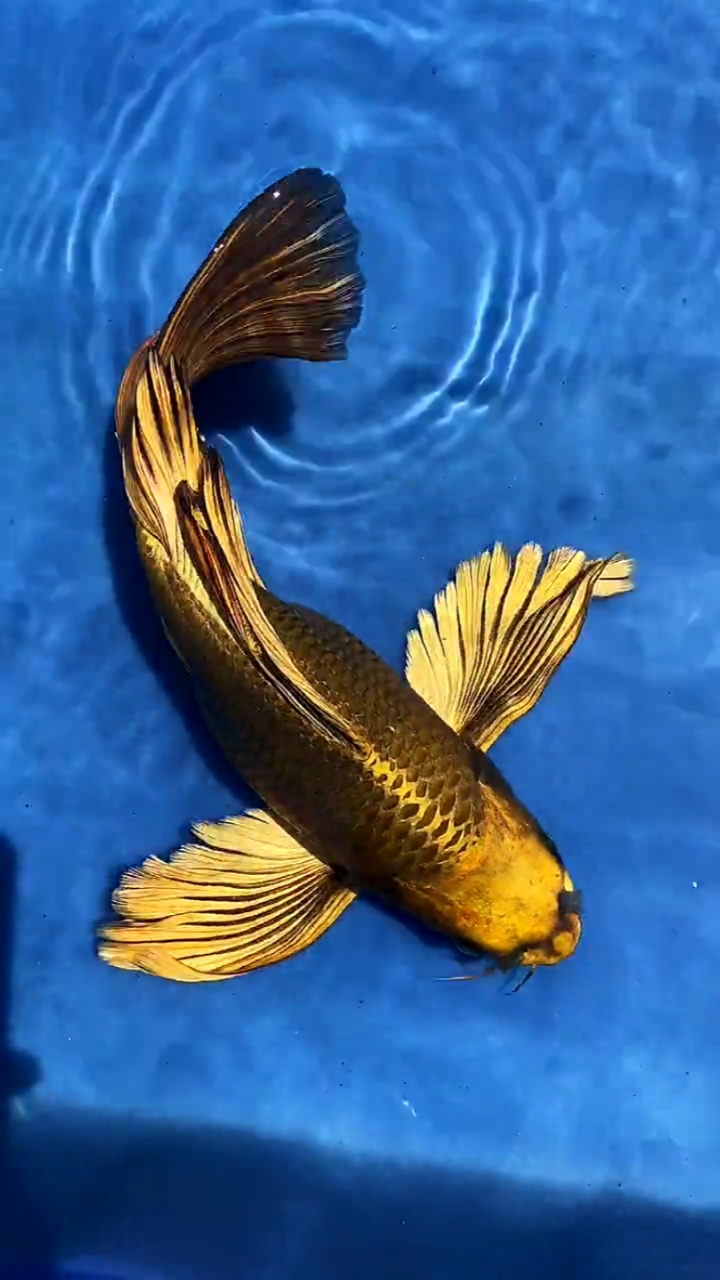 传说中的97尾熊猫蝴蝶鲤,你见过吗?06-度小视