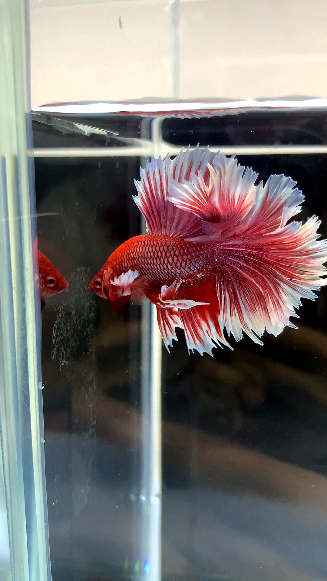 我家宠物不一样泰国大耳半月斗鱼