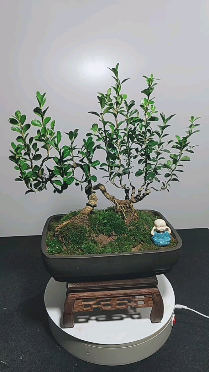 千奇百怪盆景桩#过桥丛林式瓜子黄杨