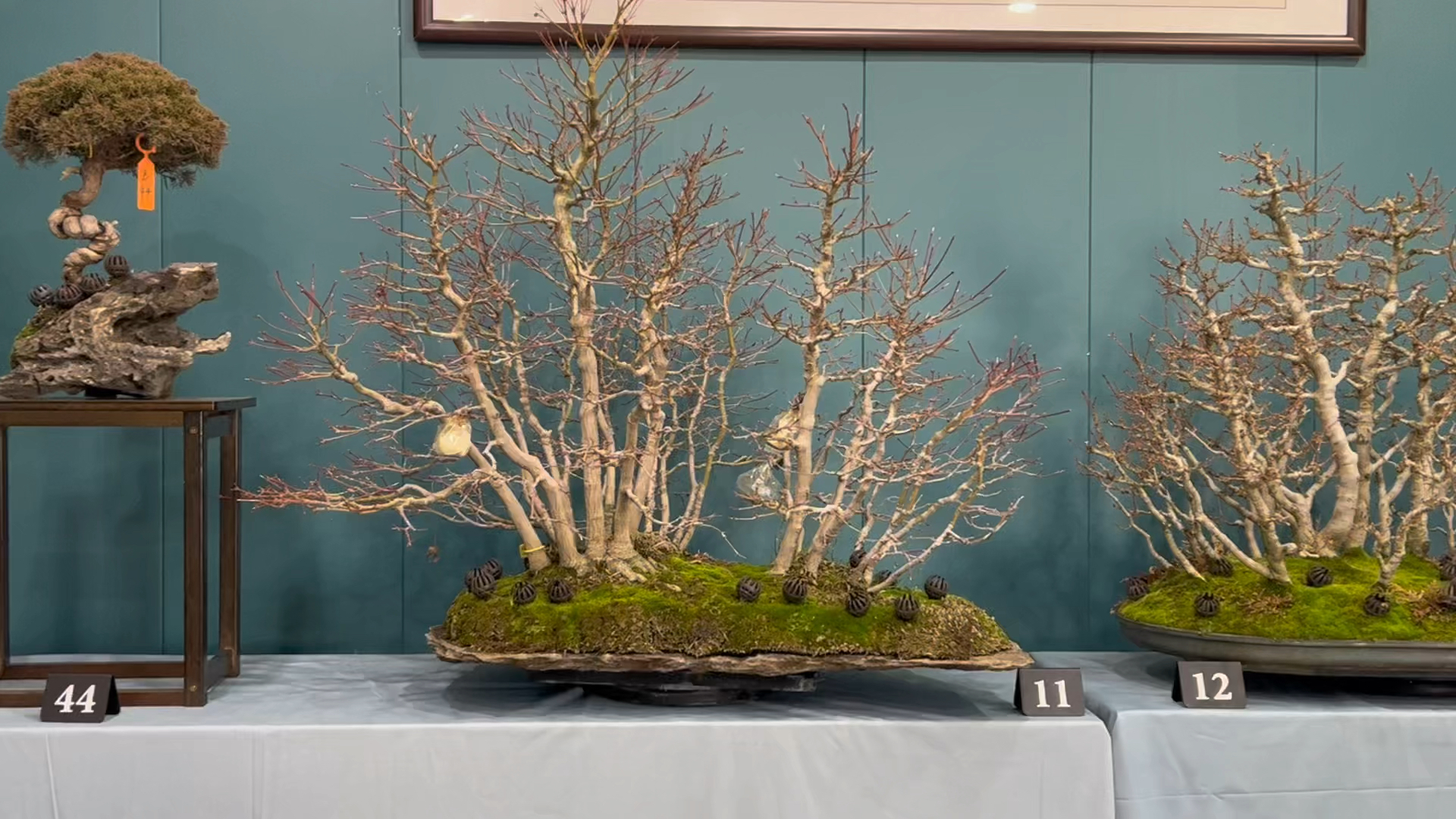 千奇百怪盆景桩#进口原盆36秆山红叶