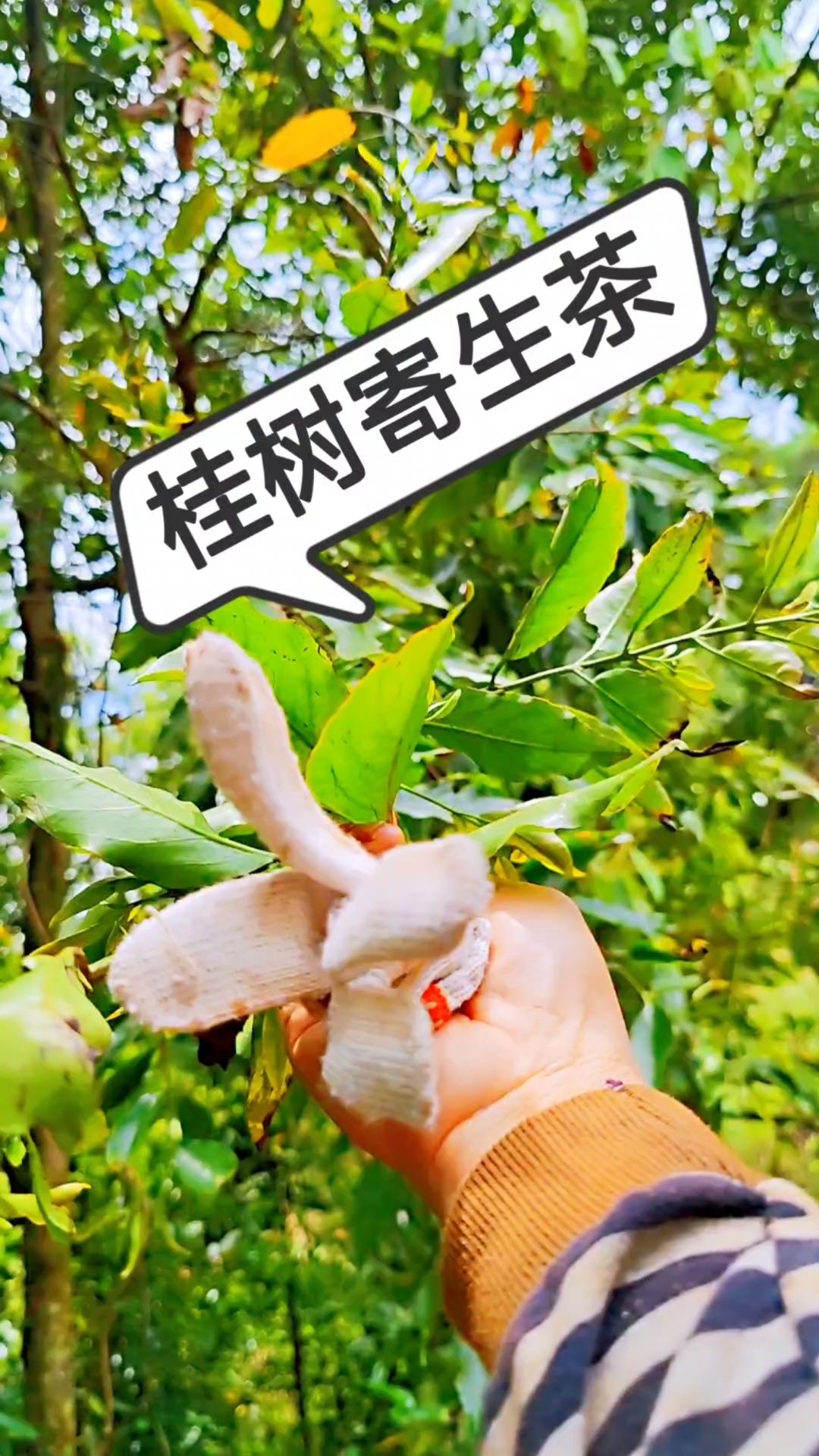 广西桂树的寄生茶我是有能力实现了喝茶自由-度小视