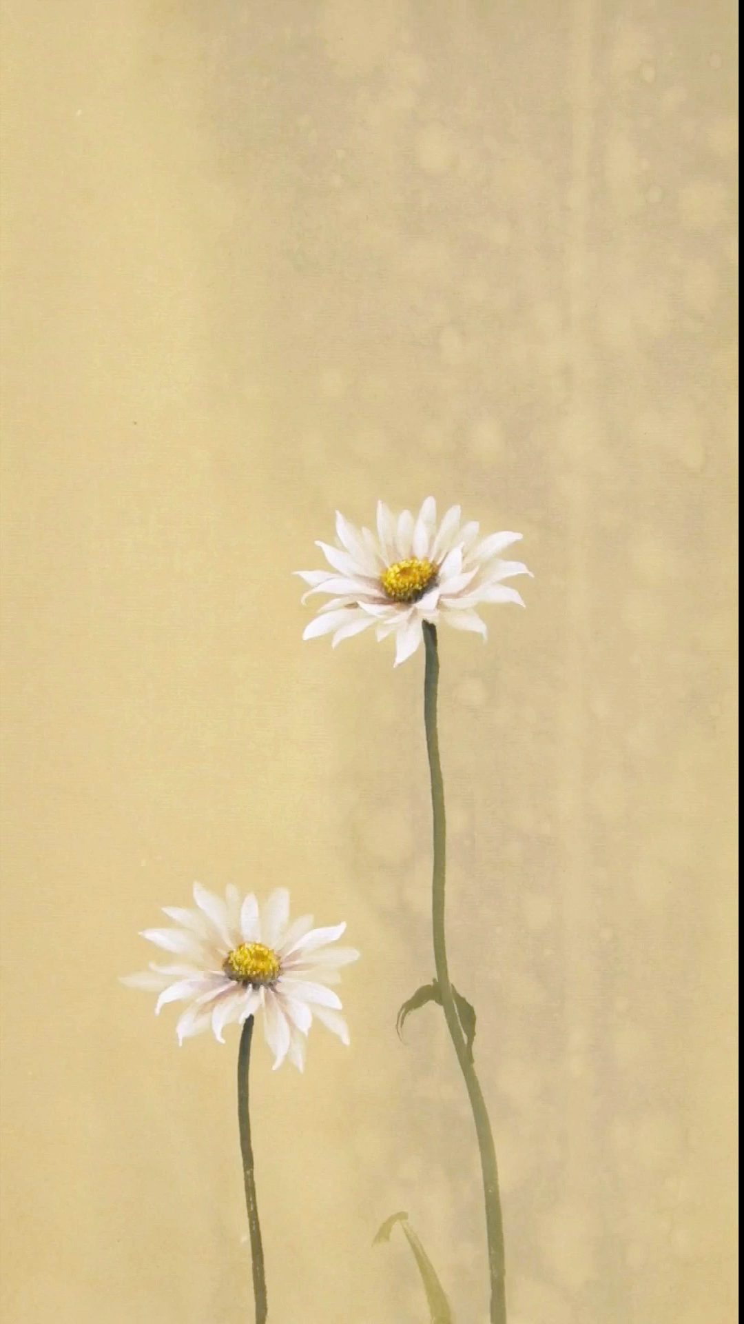 回到水墨#再画一组白色小雏菊,过两天发完整五幅