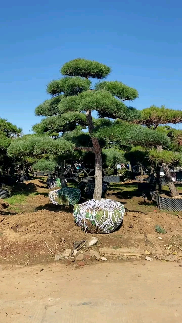 造型黑松,四季常青不落叶,耐寒耐旱南北方都可以栽植