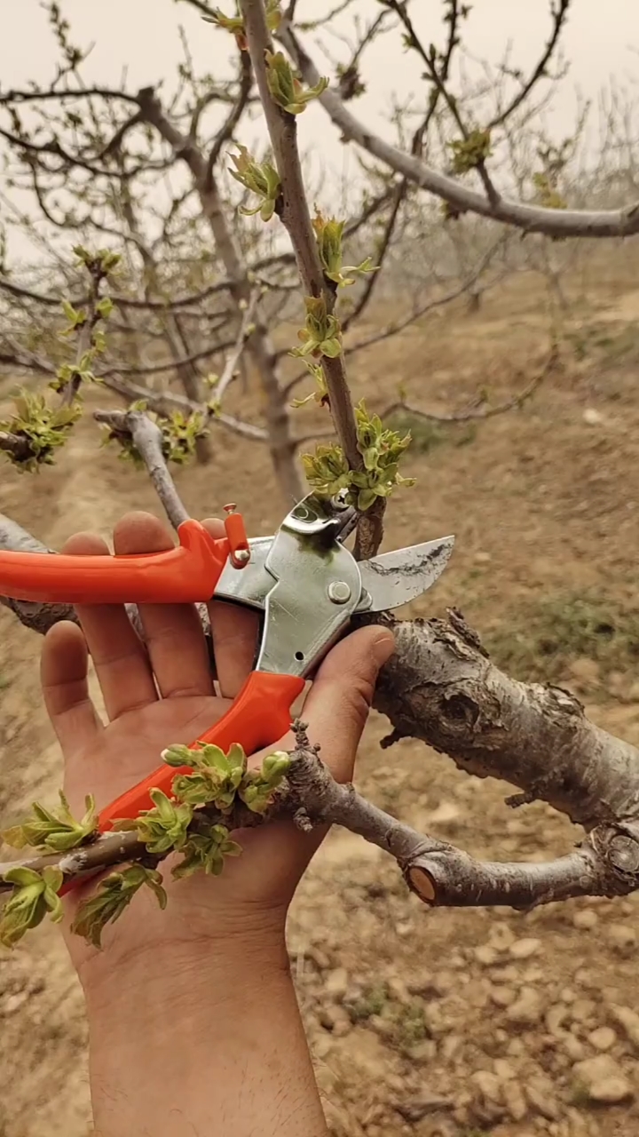 春季大樱桃果树修剪技术