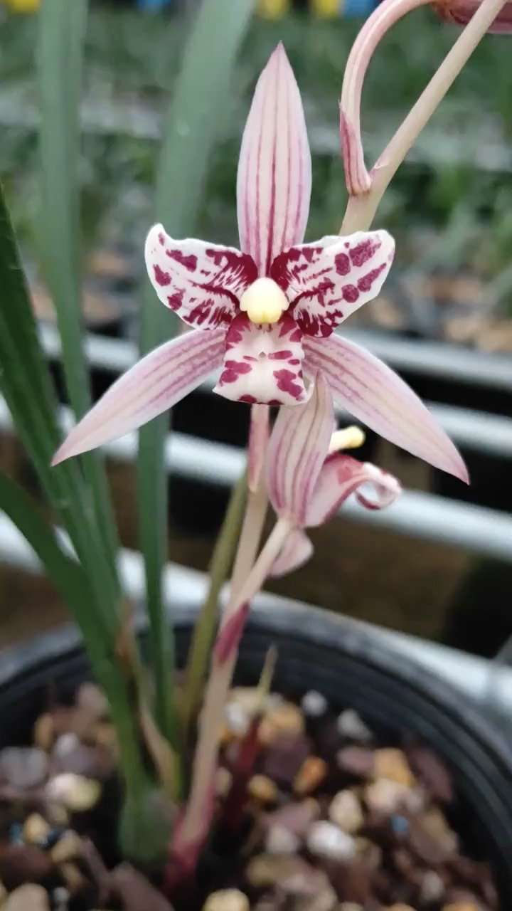 兰花#建兰红猫蕊蝶