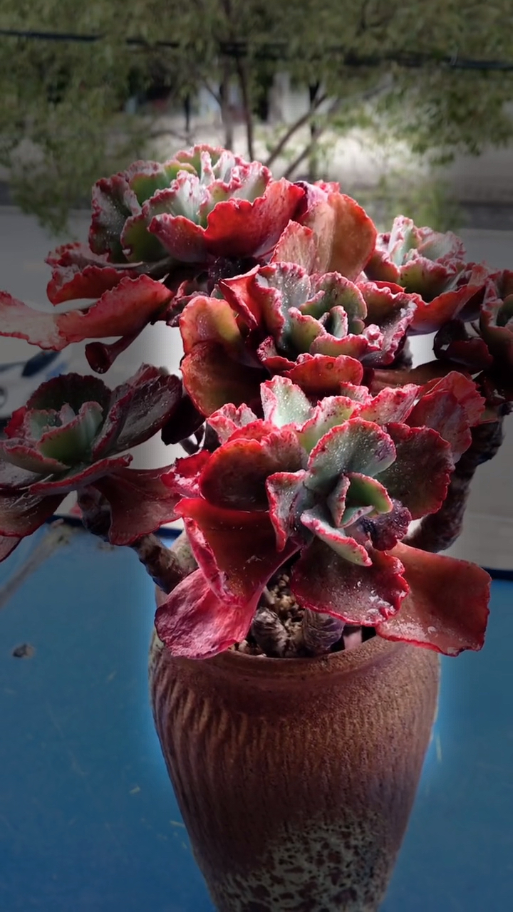 生命的力量,多肉的世界,冬天里的舞会红裙!