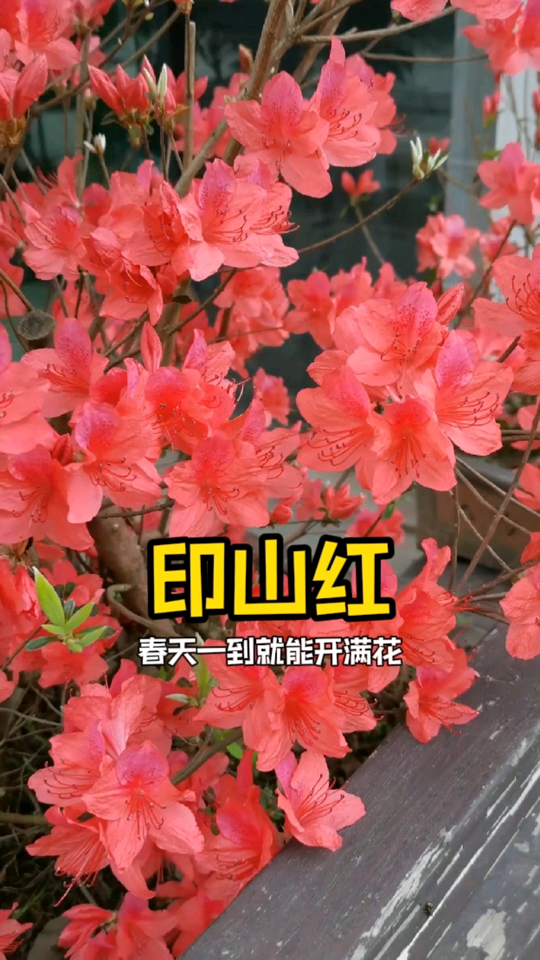 分享养花经验中国传统杜鹃映山红开花见花不见叶