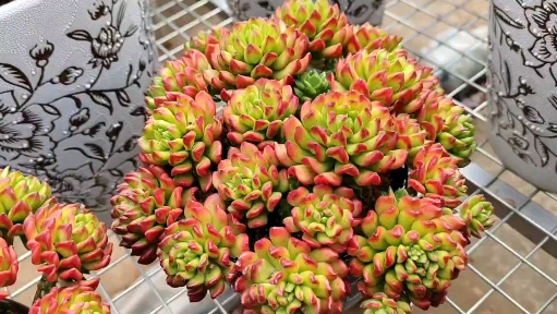 多肉植物#红红火火红灯笼,开开心心闹新春!-度小视