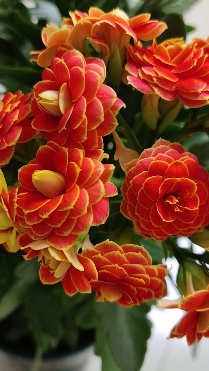 万事如意!-度小视