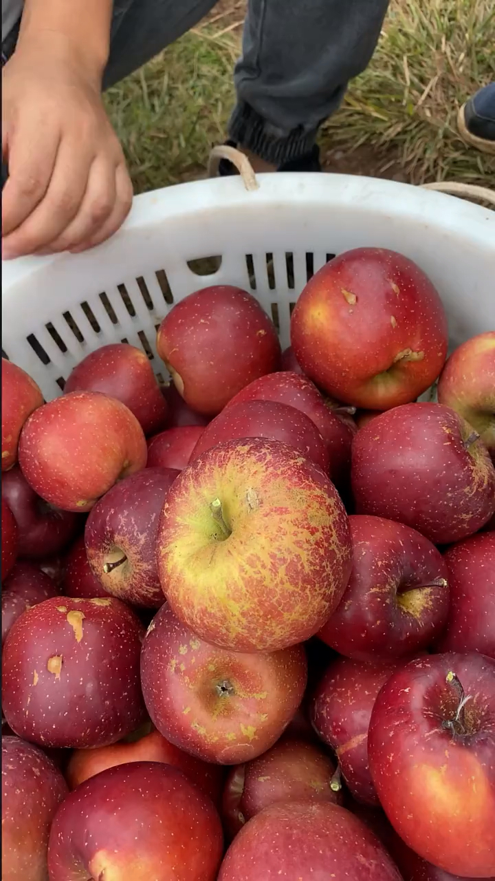 丑陋的外表内心却很美的四川大凉山冰糖心丑苹果你们吃过吗冰糖心丑