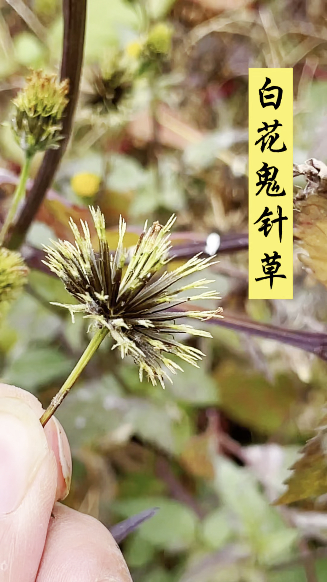 粘粘草的药用价值图片图片