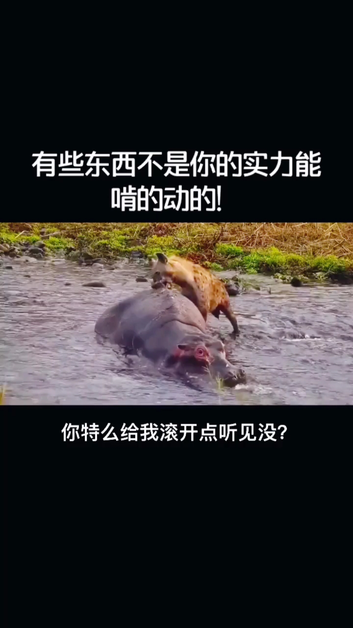 搞笑配音#瘦死的骆驼比马大