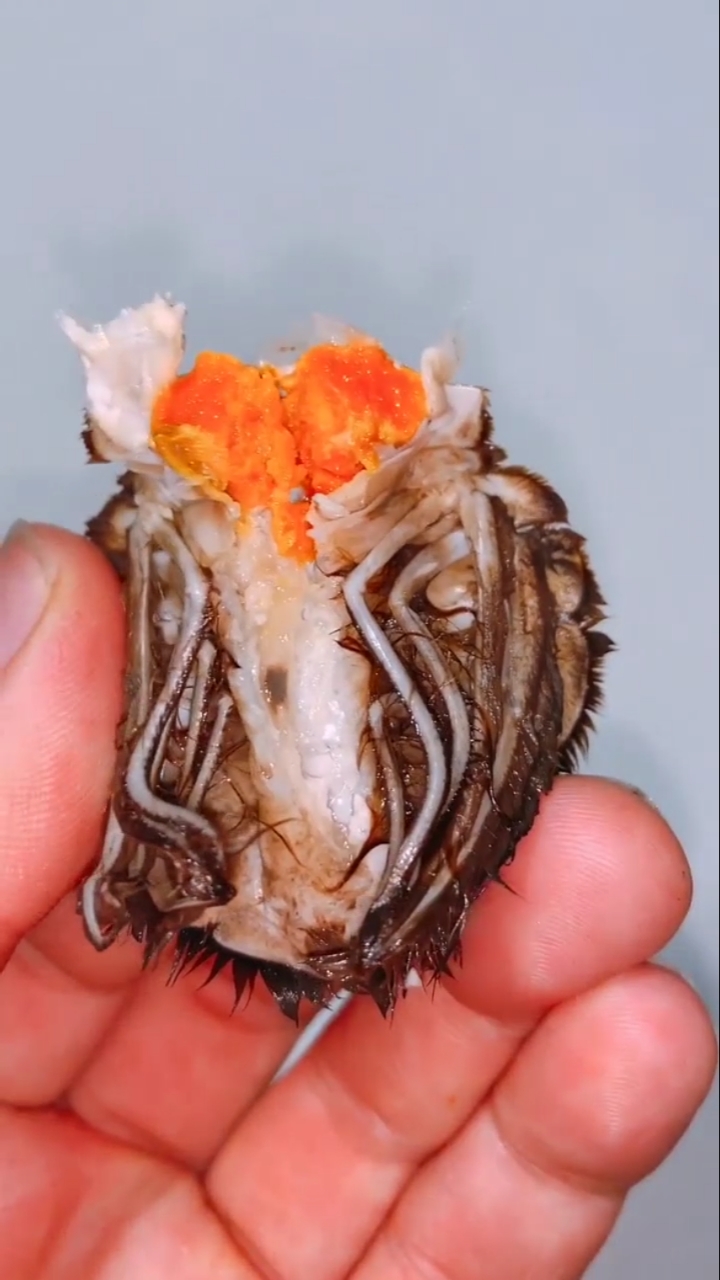 螃蟹#母蟹的肚脐揪下来千万别扔