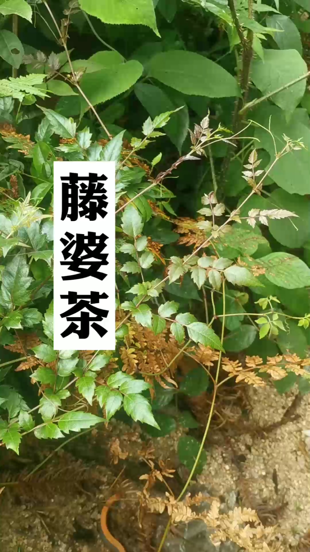 轻知识计划#藤婆茶,俗称长寿藤,你们那土话叫什么?