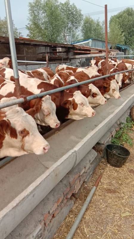 肉牛养殖#400斤的紫红花西门塔尔小公牛喜欢养牛的朋友们点个红心加