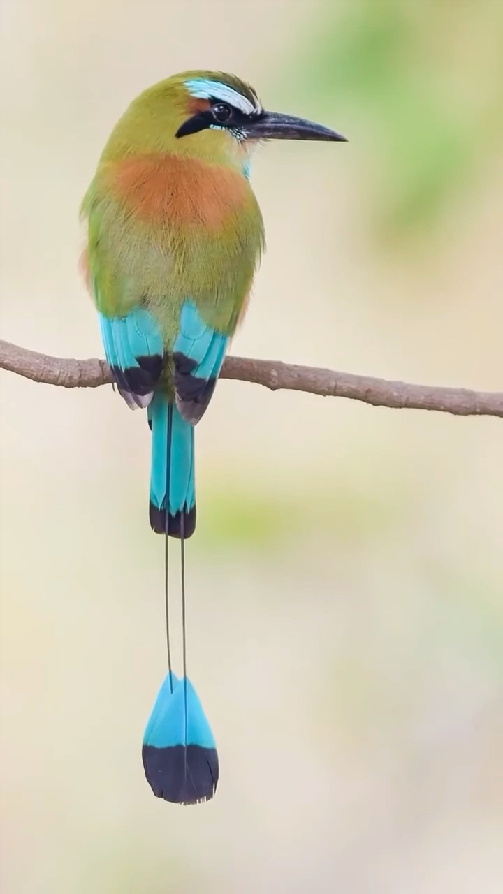 叉扇尾蜂鸟,体长约10-15cm,产地南美洲秘鲁(bilu)