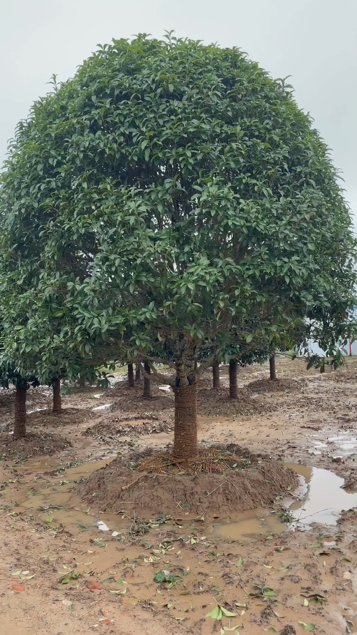 桂花#20的大金桂,杆直,树形好,冠幅饱满.-度小视