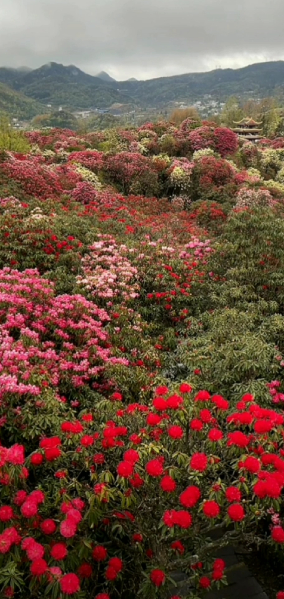 满山遍野杜鹃花