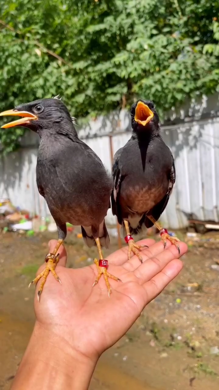 八哥鸟说话#这两只八哥鸟被人工喂久了,不愿走了-度小视