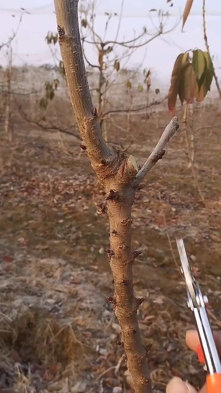剪去1年生枝一部分的修剪方法依据短截程度,可分为轻短截,中短截,重短