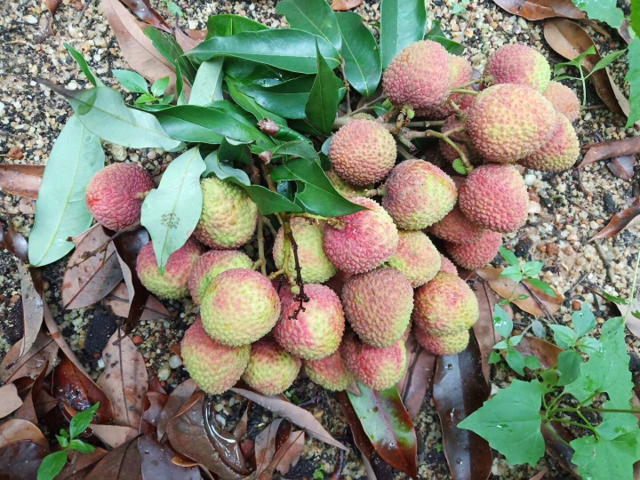 电白荔枝谁要的?