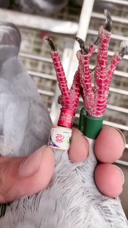 阳光特比封环鸽