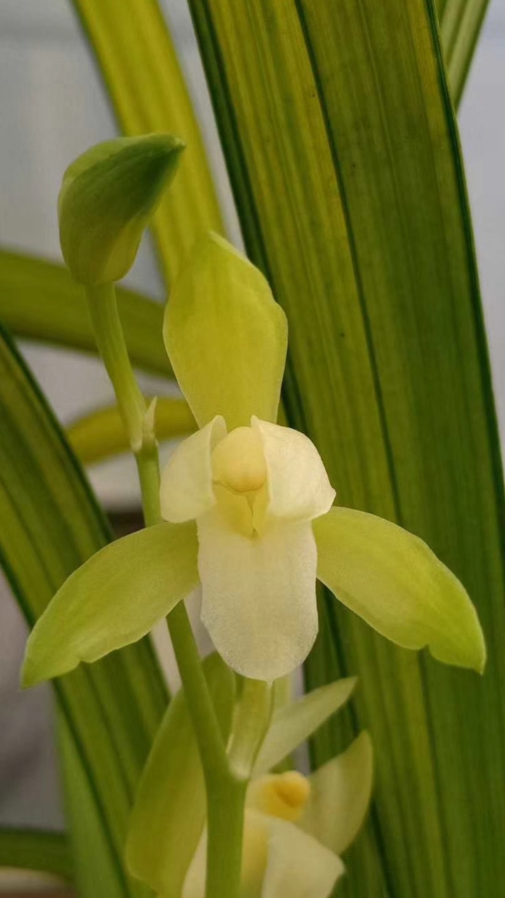 凤建兰线艺花艺双全有花苞喜欢的关注