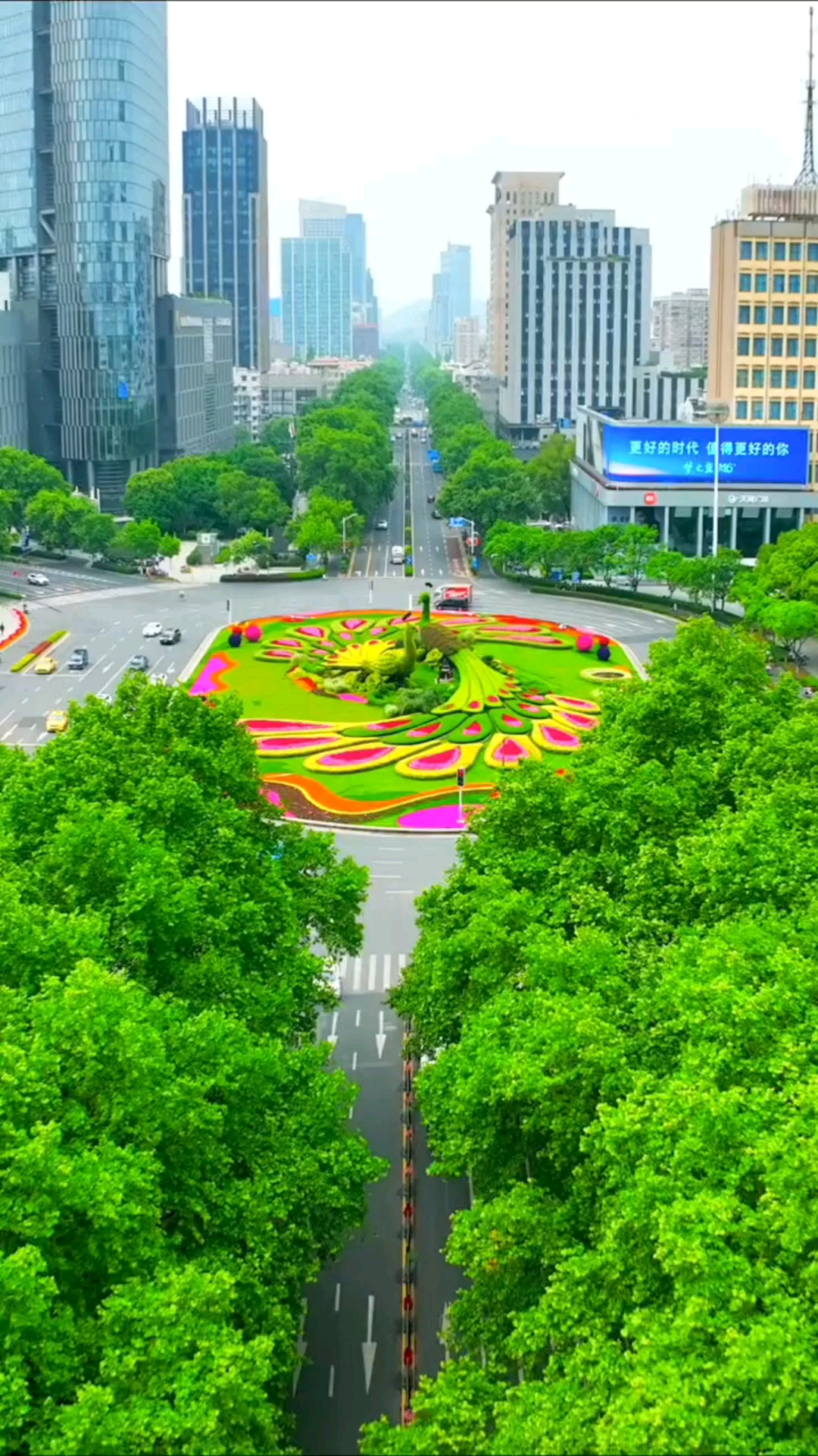 南京:鼓楼广场"孔雀开屏"栩栩如生,超级惊艳.-度小视