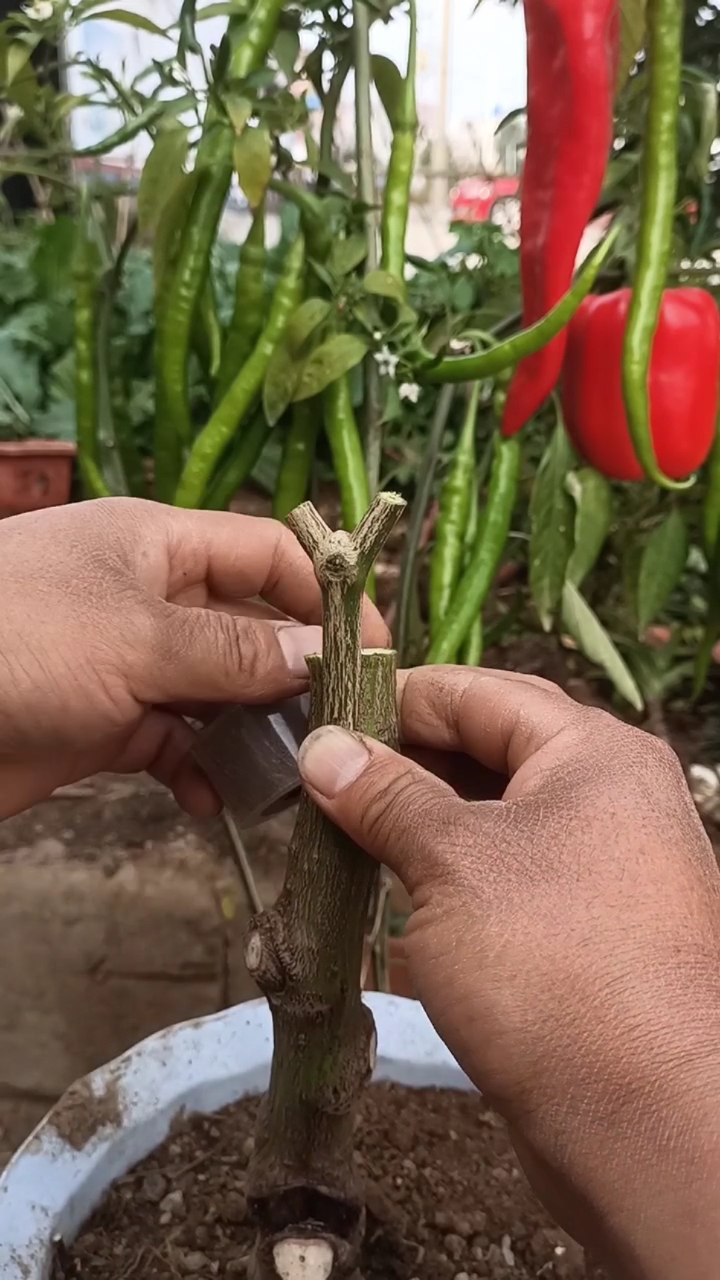 嫁接技术#这是嫁接辣椒高手,产量提高千倍
