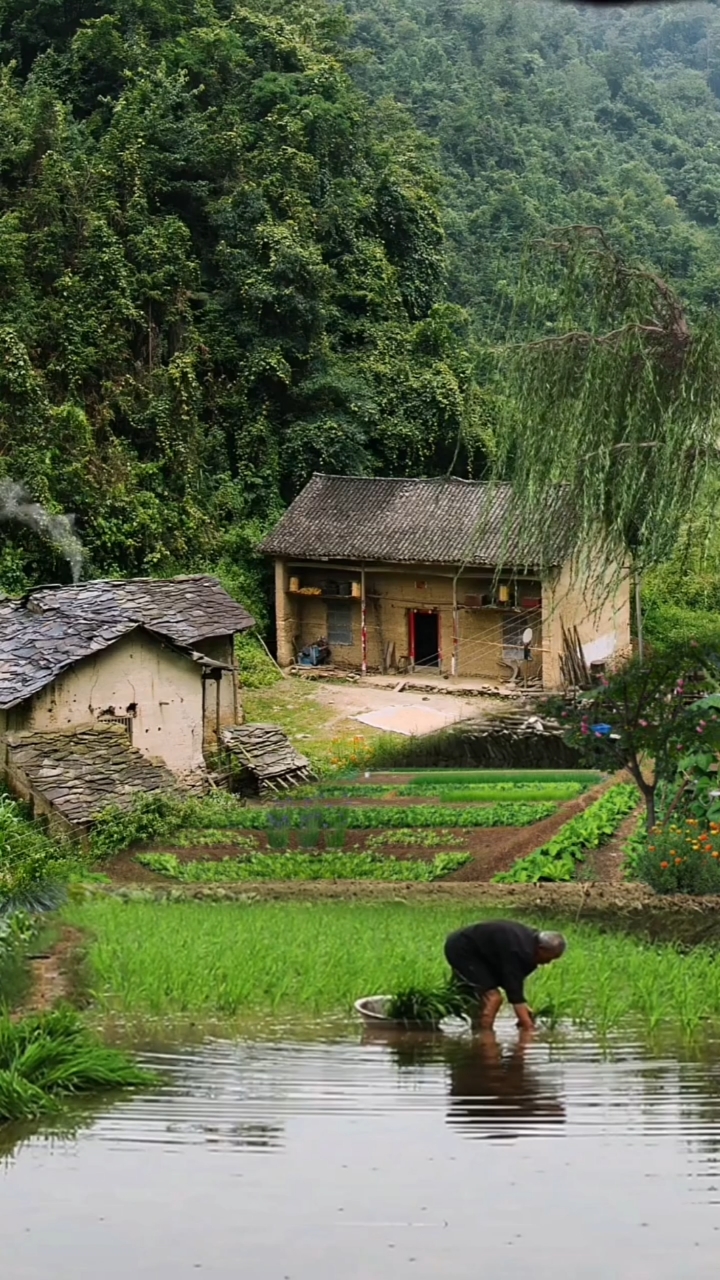乡村生活#一位80多岁的老人,儿女都去了外地工作,自己插秧种粮食