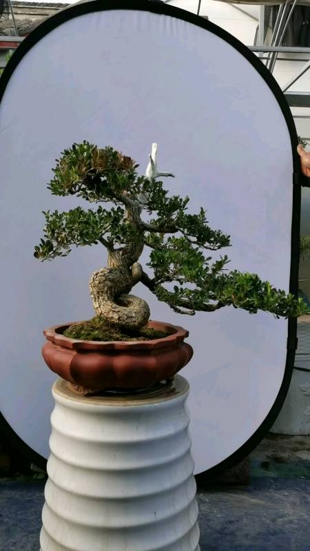 童子功扭曲瓜子黄杨老桩喜欢的有吗