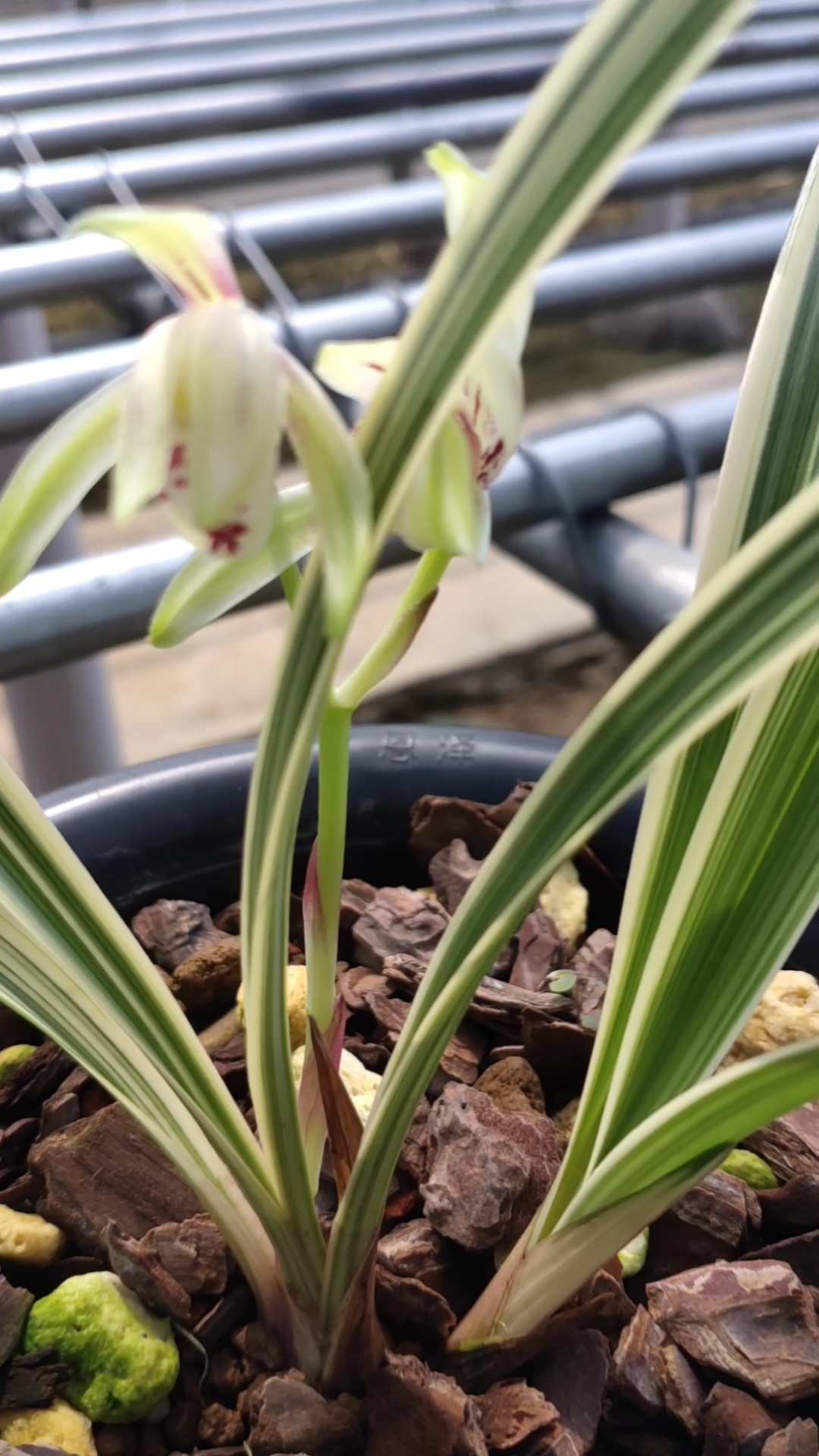 记录生活#建兰的老八种峨眉弦