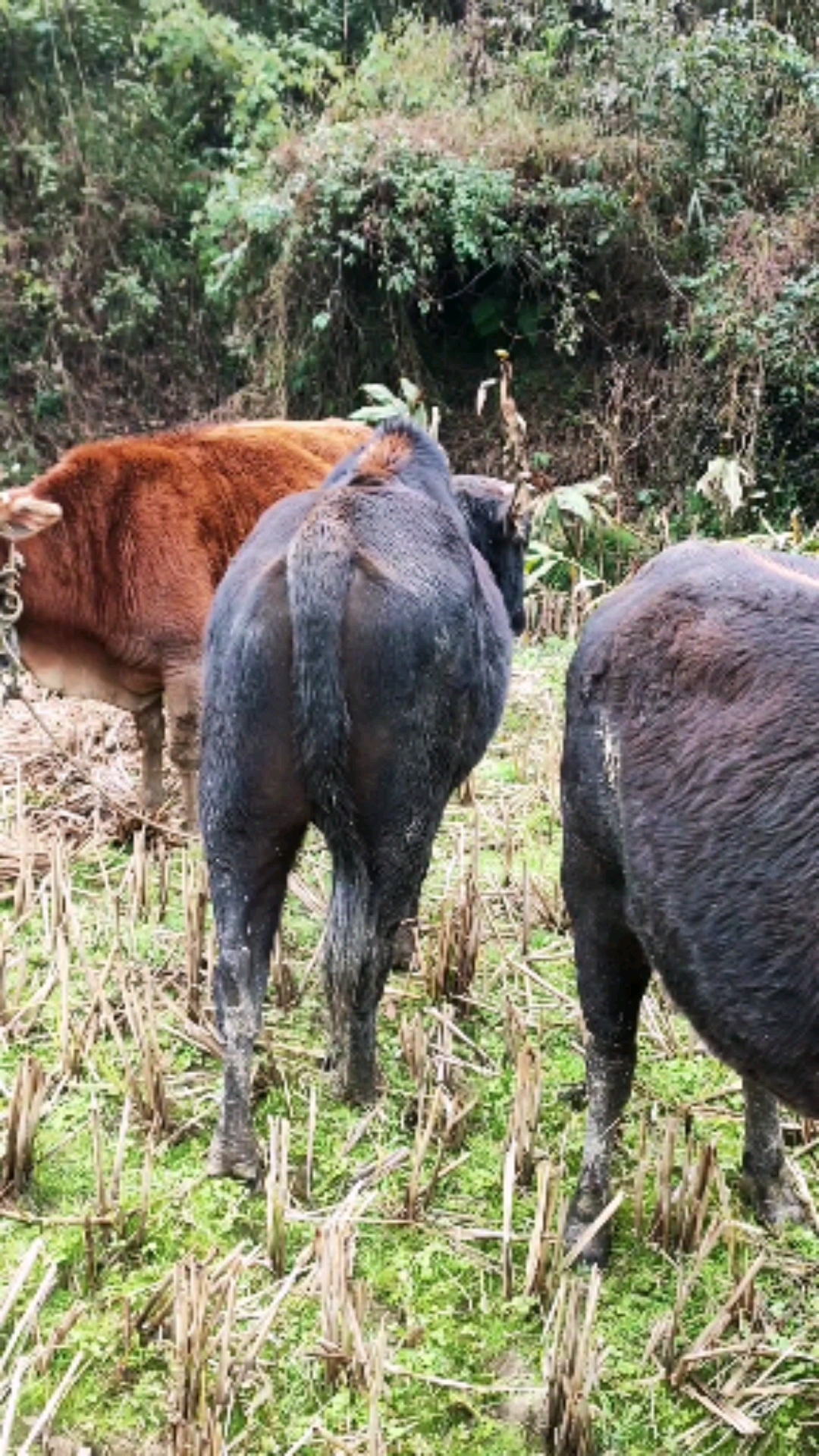 4头放养土黄牛,农户要3.6w,买牛老板最多出3w,最后不欢而散