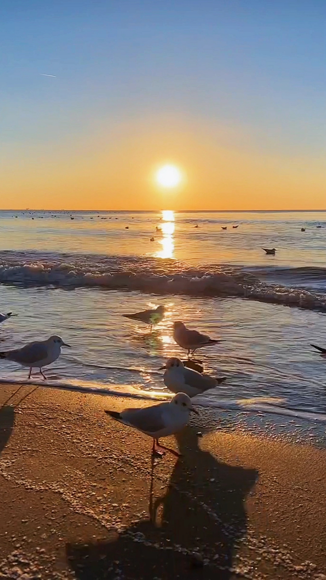 萤火有奖打卡朝阳下的小可爱们给了大海无限的想象和诗情画意