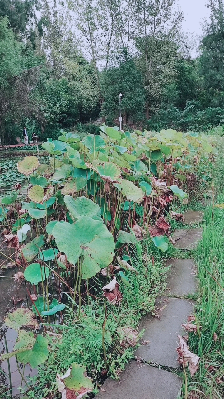 音为有你#四川广元湿地公园荷叶枯了.
