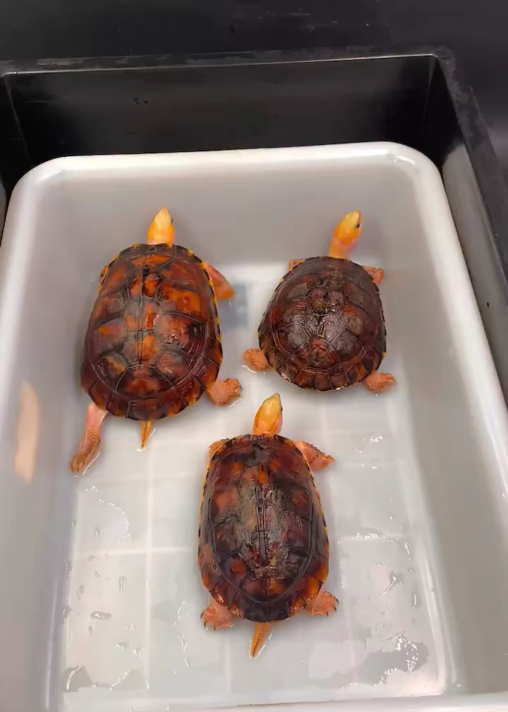 百色闭壳龟#百色闭壳龟,稀少珍贵的观赏龟,中国特有的龟种,闭壳龟