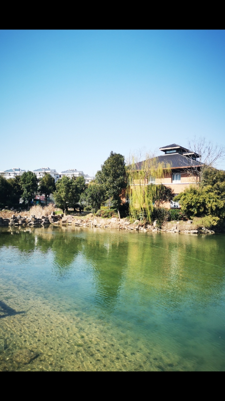 美味的元宵#常青花园风光