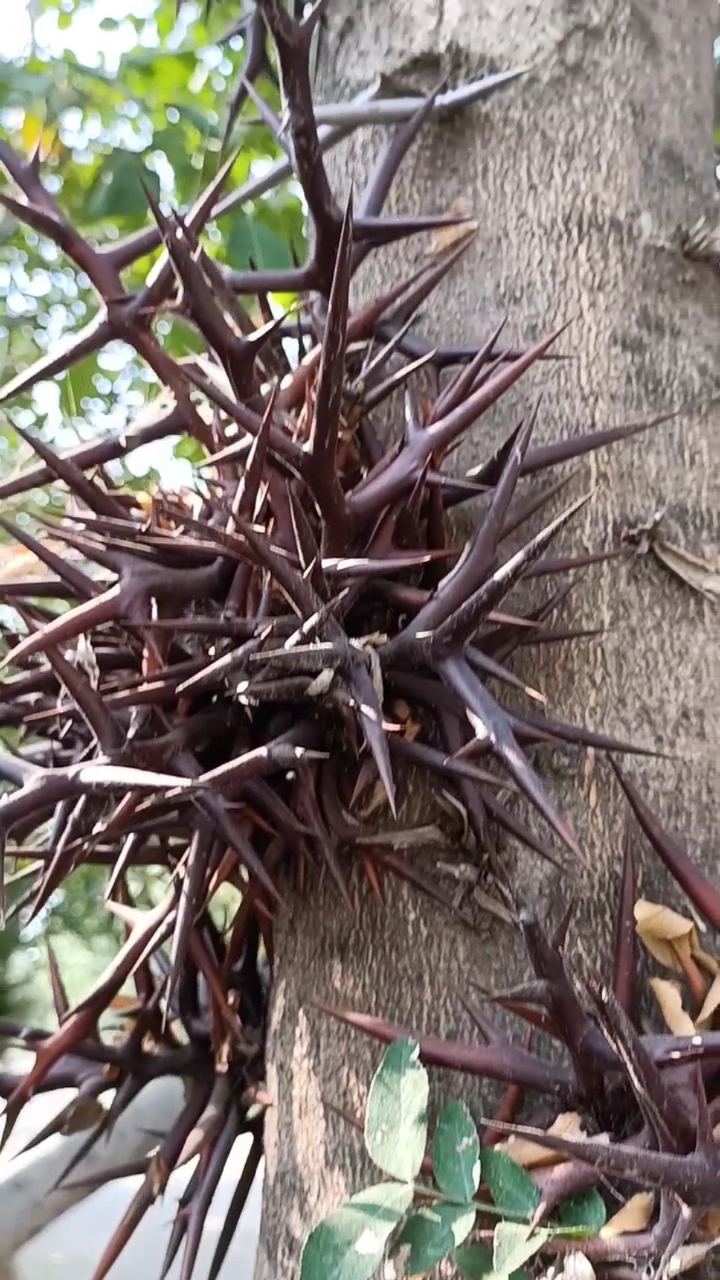 最潮劳动者#难得一见的巨刺植物,一般人不认识