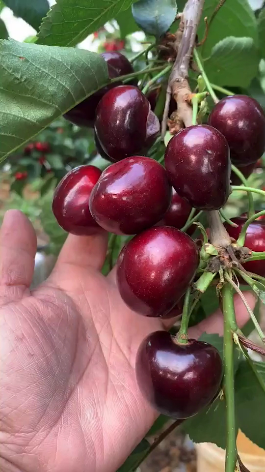 俄罗斯八号大樱桃结果表现