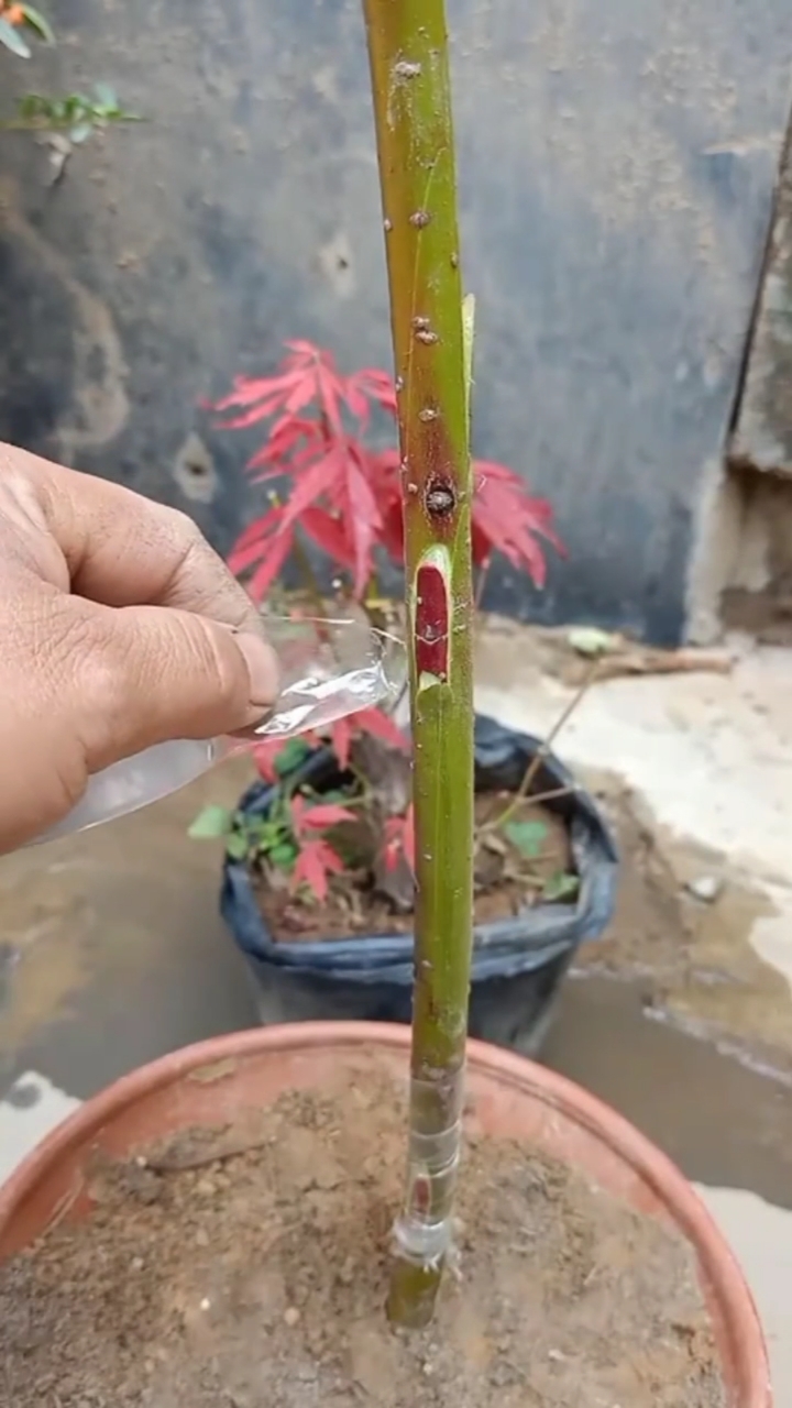 嫁接技术#红枫树牙接技术分享,成活率非常高.